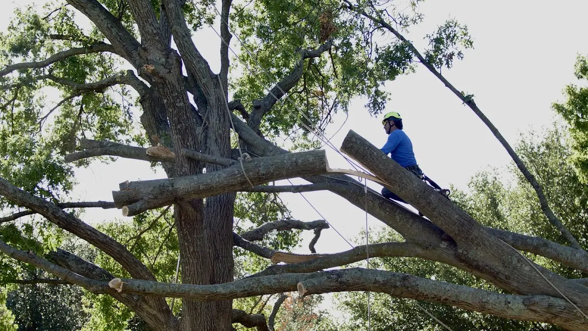 Professional Crown Thinning performed by certified arborists in Alpine
