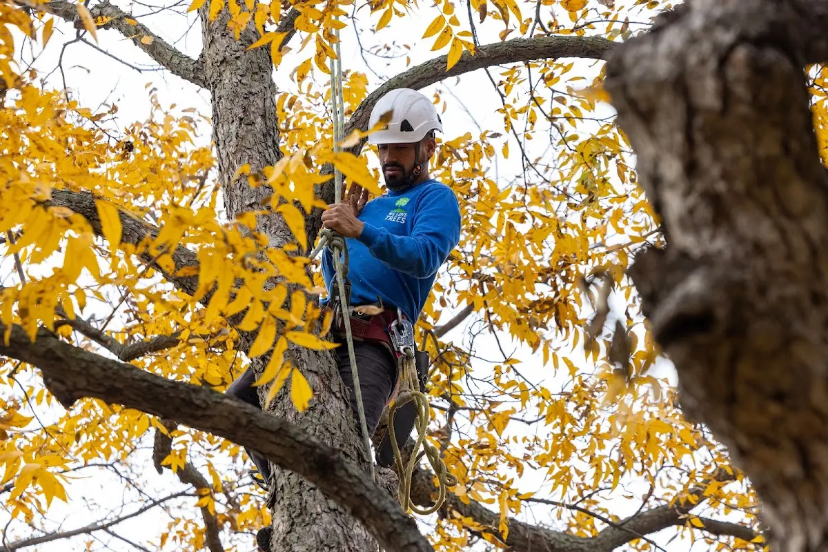 Skilled Storm Damage Cleanup crew working in Alpine